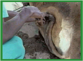 Manual de anestesias y cirugías de bovinos: Cirugías aparato reproductor del macho - Image 18