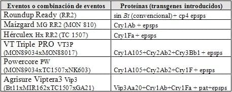 Evaluación del daño de lepidópteros en híbridos de maíz BT y su impacto sobre el rendimiento - Image 1