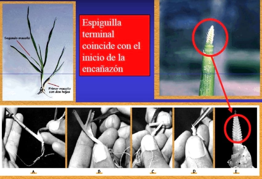 Trigo: Impacto del stress en periodo critico - Image 1