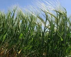 Resultados económicos de producción de Cebada Cervecera bajo riego suplementario en INTA Manfredi - Image 2