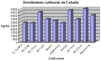 Cebada cervecera: evaluación de cultivares bajo riego suplementario - Image 3