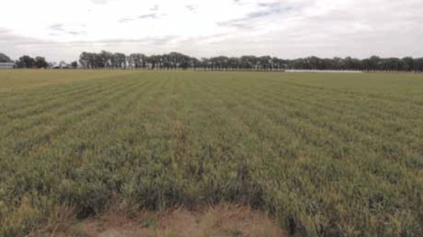 Evaluación de la respuesta del cultivo de trigo a distintos distanciamientos entre mangueras en riego por goteo subterráneo, en INTA Manfredi - Image 1