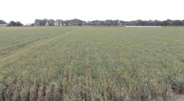 Evaluación de la respuesta del cultivo de trigo a distintos distanciamientos entre mangueras en riego por goteo subterráneo, en INTA Manfredi - Image 2
