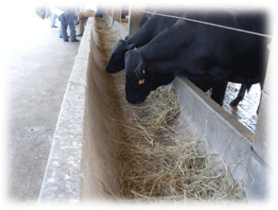 Evaluación del sustrato gluconeogénico lipofeed® sobre los índices productivos y económicos de becerros brangus en sonora - Image 5