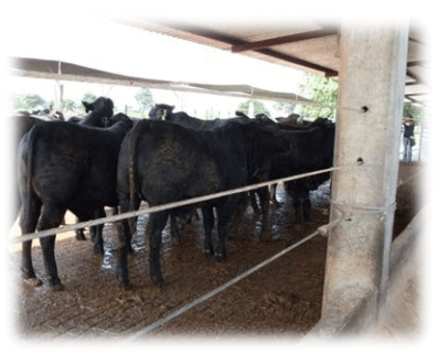 Evaluación del sustrato gluconeogénico lipofeed® sobre los índices productivos y económicos de becerros brangus en sonora - Image 4