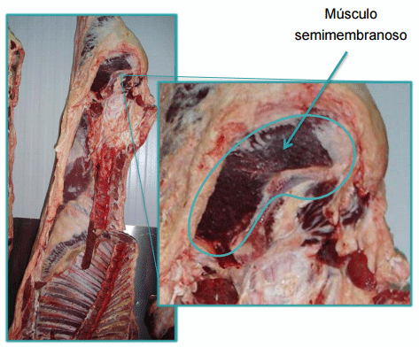 Sistemas de Producción y Calidad de carne Bovina - Image 20