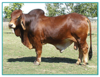 Sistemas de Producción y Calidad de carne Bovina - Image 17