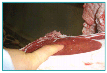 Sistemas de Producción y Calidad de carne Bovina - Image 25