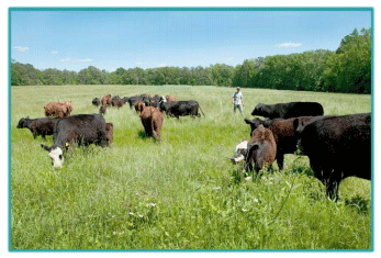 Sistemas de Producción y Calidad de carne Bovina - Image 1