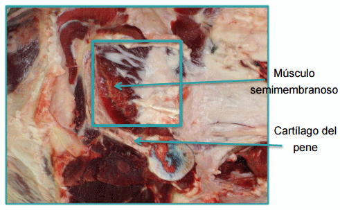 Sistemas de Producción y Calidad de carne Bovina - Image 19
