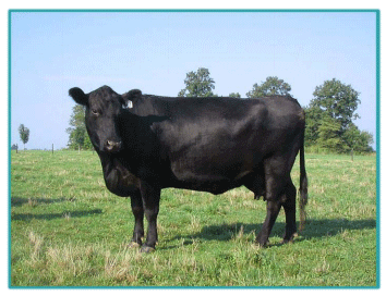 Sistemas de Producción y Calidad de carne Bovina - Image 18