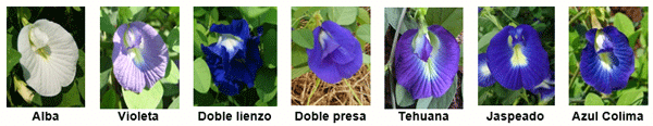Características botánicas de siete ecotipos mexicanos de Clitoria ternatea L. - Image 2