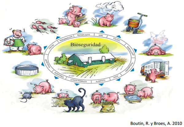 PRRS y PED, lecciones que hemos aprendido y su aplicación en el monitoreo de las enfermedades emergentes en la producción porcina mundial - Image 1