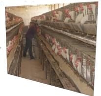 Respuesta de la gallina de postura a la adición de glicina en dietas bajas en proteína cruda - Image 2