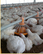 Efecto del estrés calórico agudo sobre el contenido muscular de glucógeno y la calidad de carne de aves - Image 3