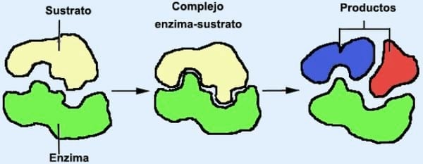 Experiencias en la nutrición del cerdo con enzimas funcionales - Image 8