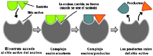 Experiencias en la nutrición del cerdo con enzimas funcionales - Image 7