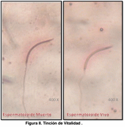 Efecto de la suplementación con cantaxantina sobre las características del semen de codorniz coturnix coturnix japónica en condiciones de producción - Image 3