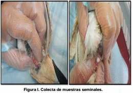 Efecto de la suplementación con cantaxantina sobre las características del semen de codorniz coturnix coturnix japónica en condiciones de producción - Image 2