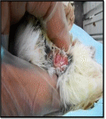 Efecto de la suplementación con cantaxantina sobre las características del semen de codorniz coturnix coturnix japónica en condiciones de producción - Image 1