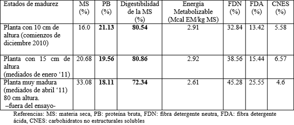  Cardo Ruso: una BUENEZA para producir mucha carne y económica en zonas áridas y semiáridas - Image 5
