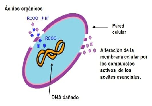 Fitobiótico: La fórmula para conseguir el máximo beneficio en producción animal - Image 5