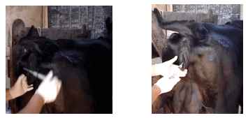 Alarmas de Partos en Vacas.Tecnologías Existentes y Presentación de un Desarrollo Argentino - Image 10