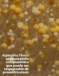 Identificación de Lesiones Asociadas con Micotoxinas en Mataderos - Image 3