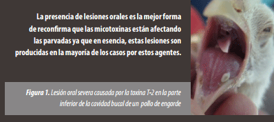 Identificación de Lesiones Asociadas con Micotoxinas en Mataderos - Image 2