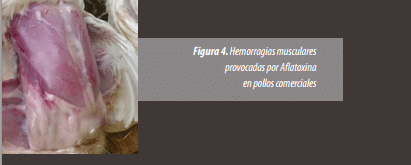 Identificación de Lesiones Asociadas con Micotoxinas en Mataderos - Image 7