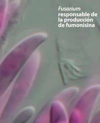 Identificación de Lesiones Asociadas con Micotoxinas en Mataderos - Image 5