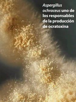 Identificación de Lesiones Asociadas con Micotoxinas en Mataderos - Image 8