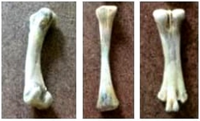 Morfometría ósea y crecimiento alométrico como indicadores de porcentaje de ceniza en tibia en pollos de engorde - Image 3