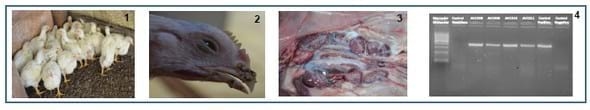 Aislamiento y caracterización de variante genética del virus de bronquitis infecciosa en zona de mayor concentración avícola de Argentina - Image 1