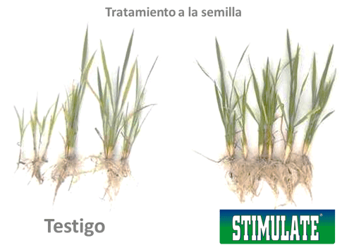 Arroz mas rentable: mayores rindes y mejor calidad de grano lograda con tecnología de fitohormonas - Image 2