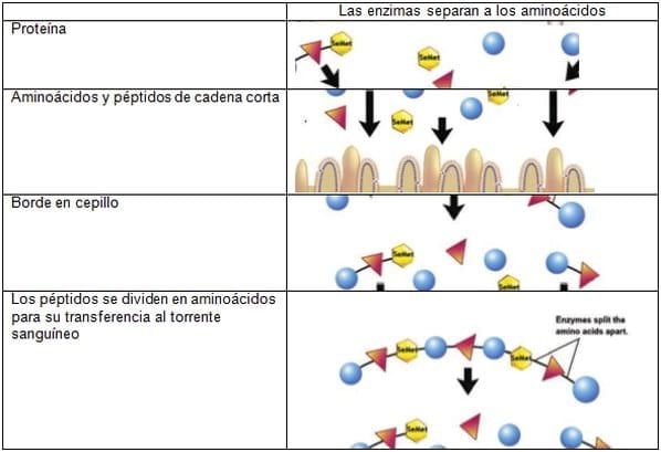 Entendiendo los diferentes tipos de selenio orgánico - Image 4