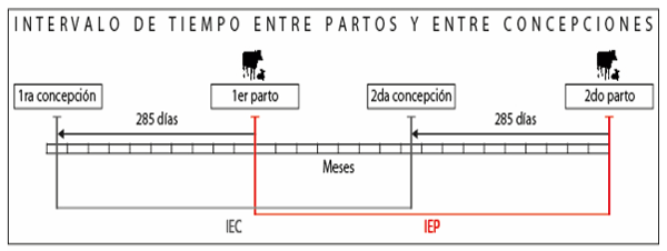 La reducción en la edad al primer parto y la reproducción estacional como estrategias tecnológicas para aumentar la eficiencia reproductiva en el hato bovino de América tropical - Image 7