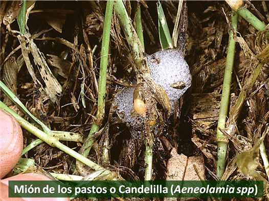 Control Biológico de plagas en la Ganadería - Image 4