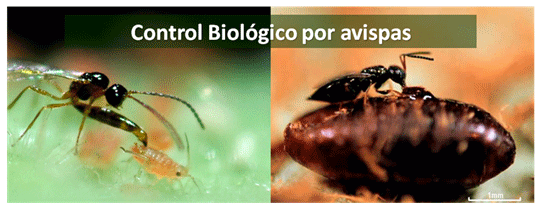 Control Biológico de plagas en la Ganadería - Image 6