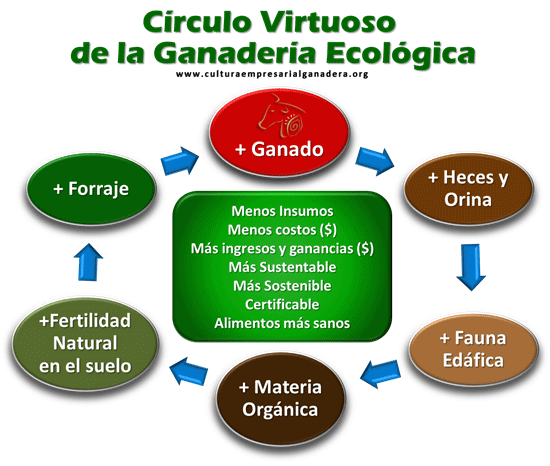 Introducción al Pastoreo Racional Voisin (PRV) - Image 3