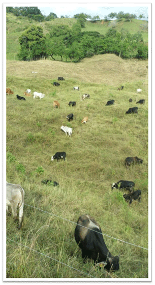 Finca La Pintura: “Así pasó de la ganadería tradicional a la ecológica” - Image 2