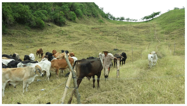 Finca La Pintura: “Así pasó de la ganadería tradicional a la ecológica” - Image 6