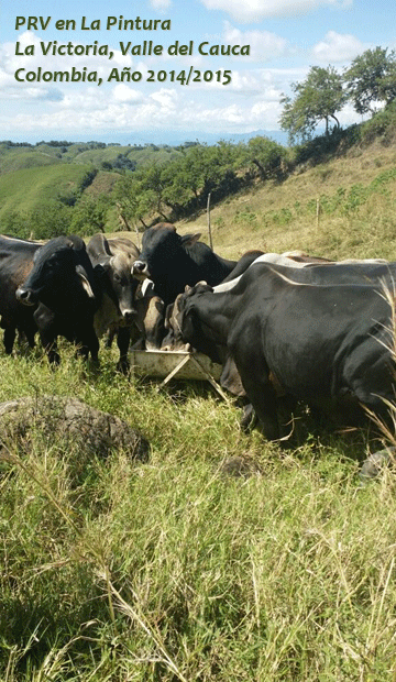 Finca La Pintura: “Así pasó de la ganadería tradicional a la ecológica” - Image 11