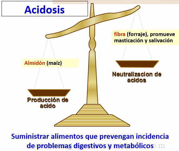 Avances sobre manejo de la alimentación de vacunos de alta producción lechera - Image 5