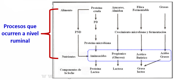 Avances sobre manejo de la alimentación de vacunos de alta producción lechera - Image 8