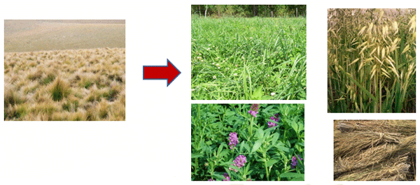 Avances sobre manejo de la alimentación de vacunos de alta producción lechera - Image 12