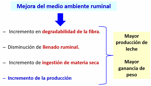Avances sobre manejo de la alimentación de vacunos de alta producción lechera - Image 16