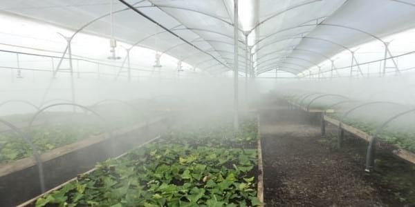 Encallado de esquejes de café robusta en cinco tipos de sustratos en Orellana - Image 47