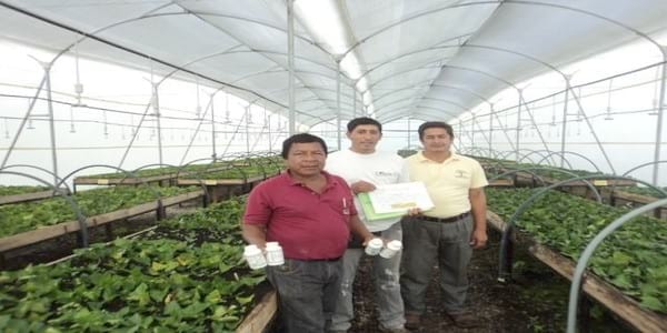 Encallado de esquejes de café robusta en cinco tipos de sustratos en Orellana - Image 45