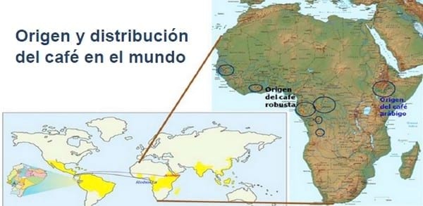 Encallado de esquejes de café robusta en cinco tipos de sustratos en Orellana - Image 1